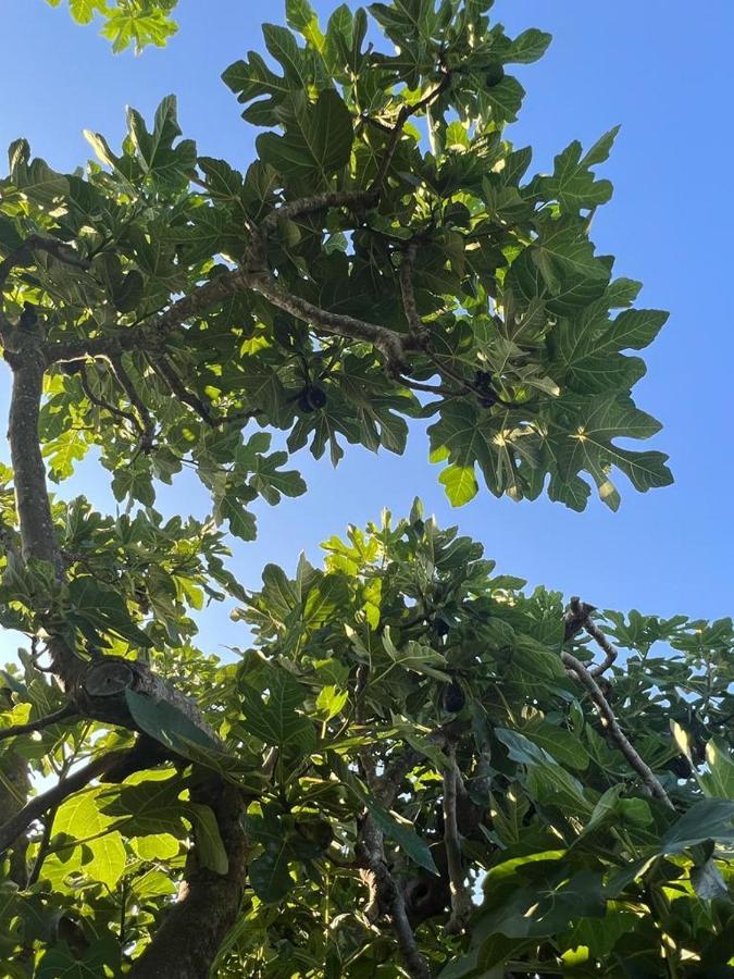 Agriturismo Il Giardino Degli Olivi Appartamenti กาส์ตีจลิโอเน เดลลา เปสกายา ภายนอก รูปภาพ