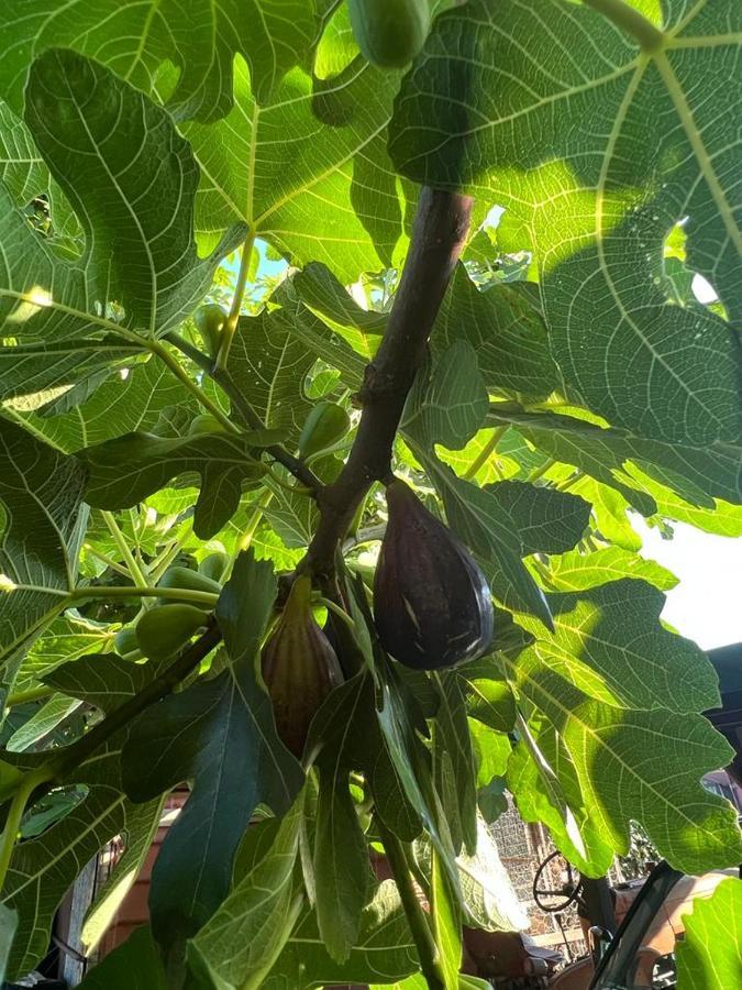 Agriturismo Il Giardino Degli Olivi Appartamenti กาส์ตีจลิโอเน เดลลา เปสกายา ภายนอก รูปภาพ