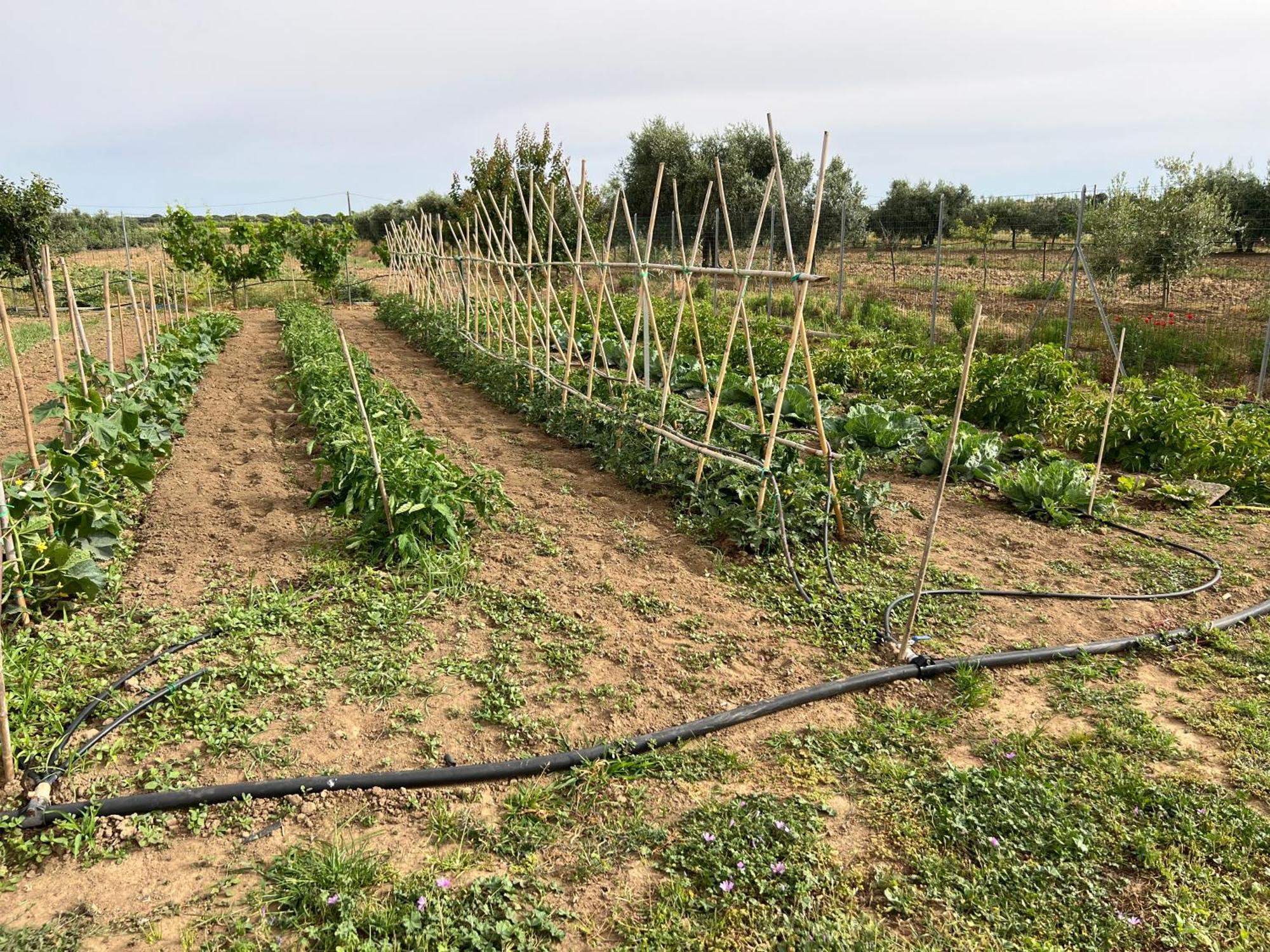 Agriturismo Il Giardino Degli Olivi Appartamenti กาส์ตีจลิโอเน เดลลา เปสกายา ภายนอก รูปภาพ