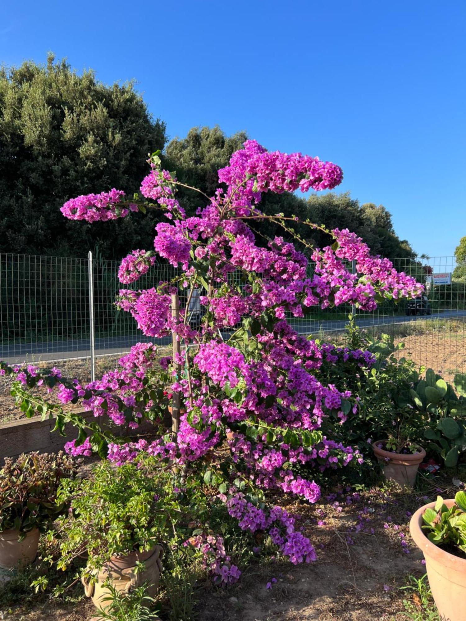 Agriturismo Il Giardino Degli Olivi Appartamenti กาส์ตีจลิโอเน เดลลา เปสกายา ภายนอก รูปภาพ